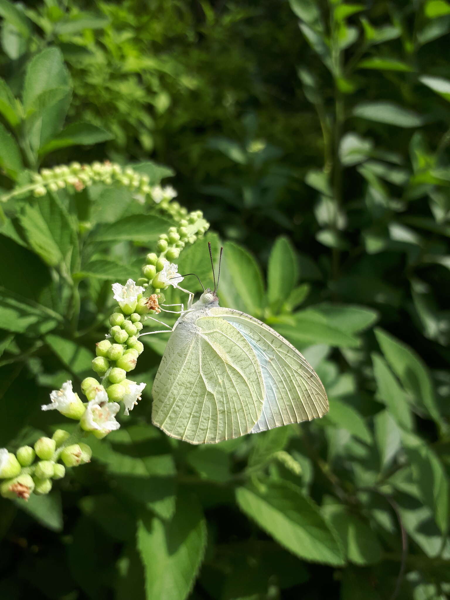 Image of Catopsilia pyranthe (Linnaeus 1758)