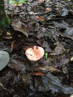 Image of Russula nobilis Velen. 1920