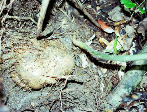 Image of Dioscorea dregeana (Kunth) T. Durand & Schinz