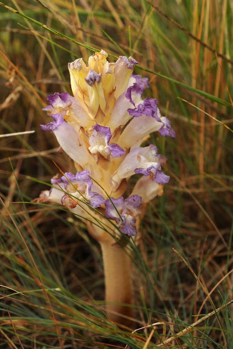 Imagem de Orobanche amoena C. A. Mey.