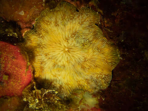 Image of Peacock Coral