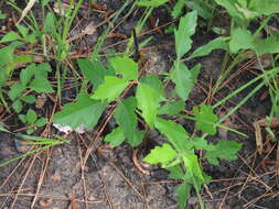 Imagem de Toxicodendron pubescens Mill.