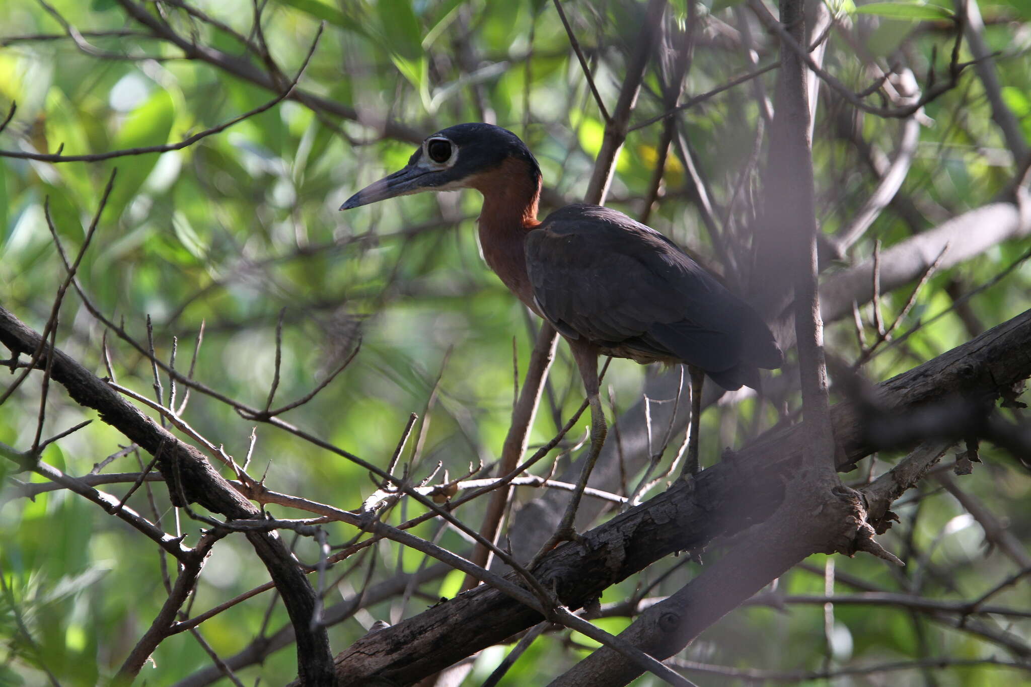 Image of White-backed Night Heron