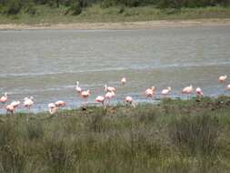 Imagem de Phoenicopterus chilensis Molina 1782