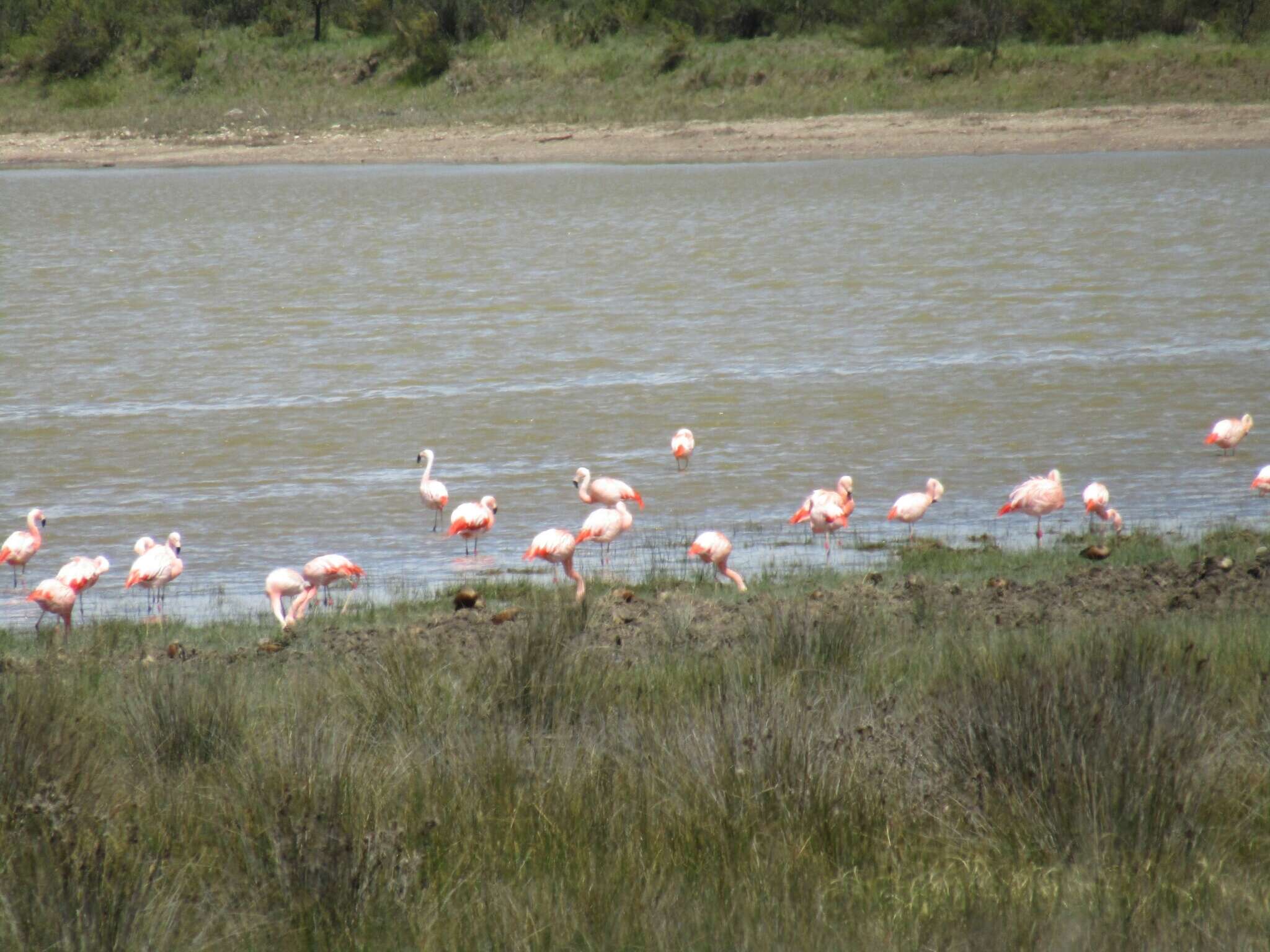 Imagem de Phoenicopterus chilensis Molina 1782