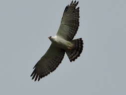 Image of Black-and-White Hawk-Eagle