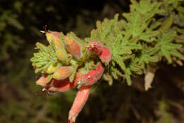 Image of Malesherbia ardens Macbride