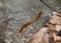 Image of Florida Keys Centipede