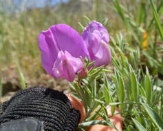 Lathyrus brachycalyx Rydb. resmi