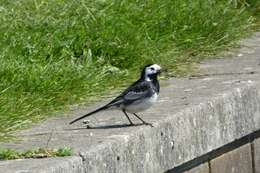 Image of Motacilla alba yarrellii Gould 1837