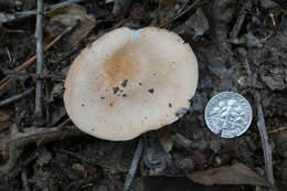 Image of Rhodocollybia butyracea (Bull.) Lennox 1979