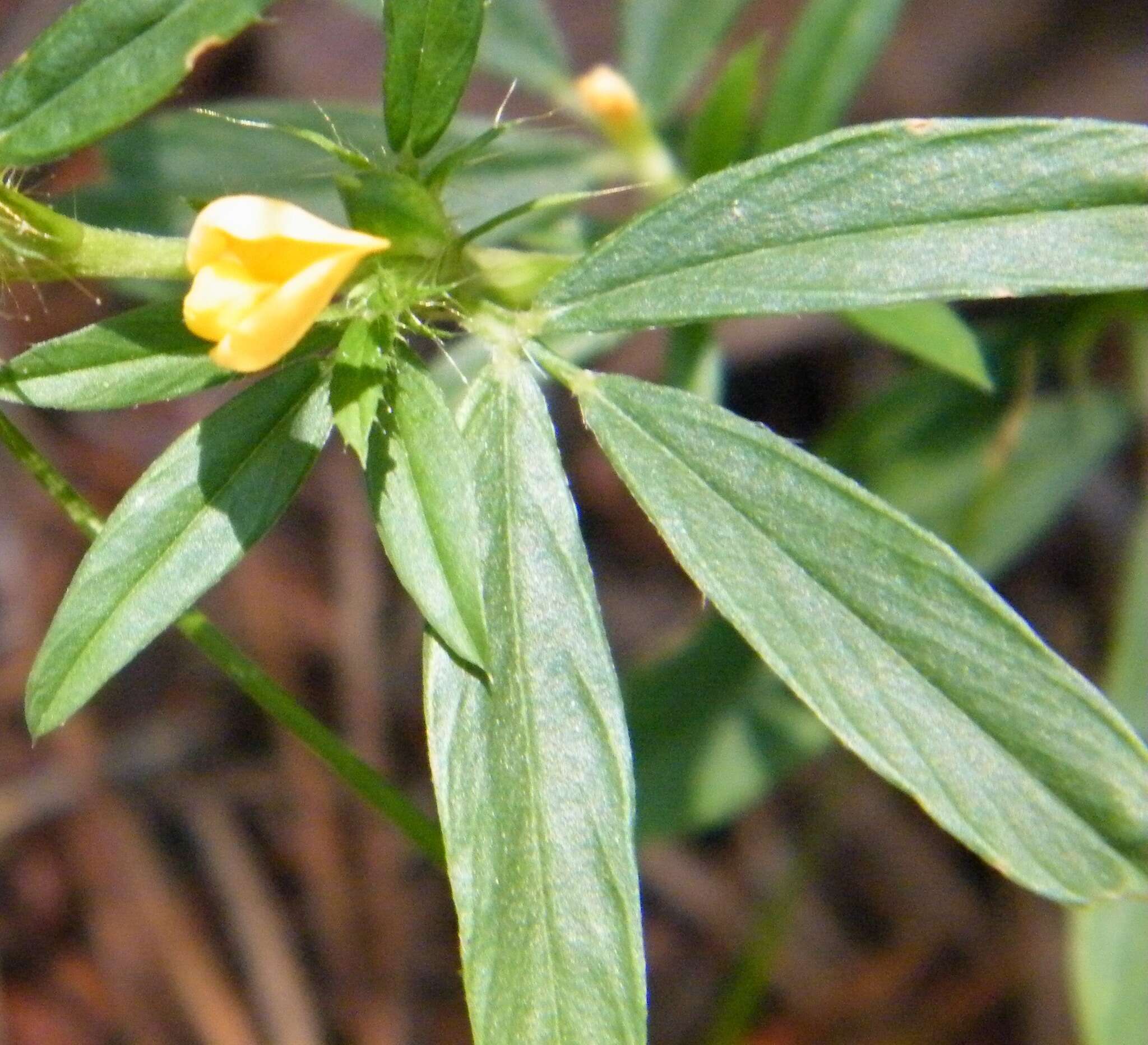 Image of sidebeak pencilflower