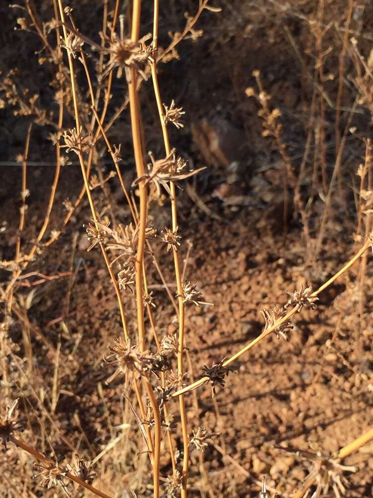 Sivun Calycadenia truncata DC. kuva