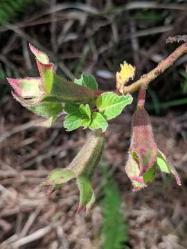 Plancia ëd Ludwigia peruviana (L.) Hara