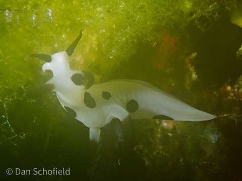 Image of Trapania naeva Gosliner & Fahey 2008