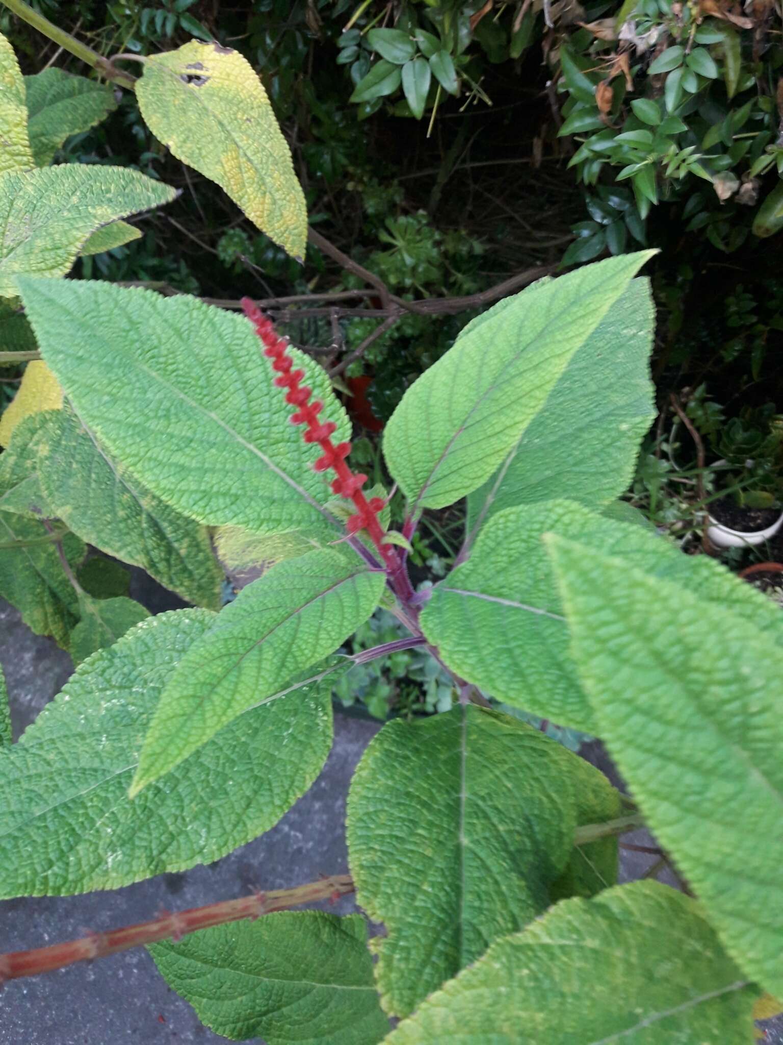 Image de Salvia confertiflora Pohl