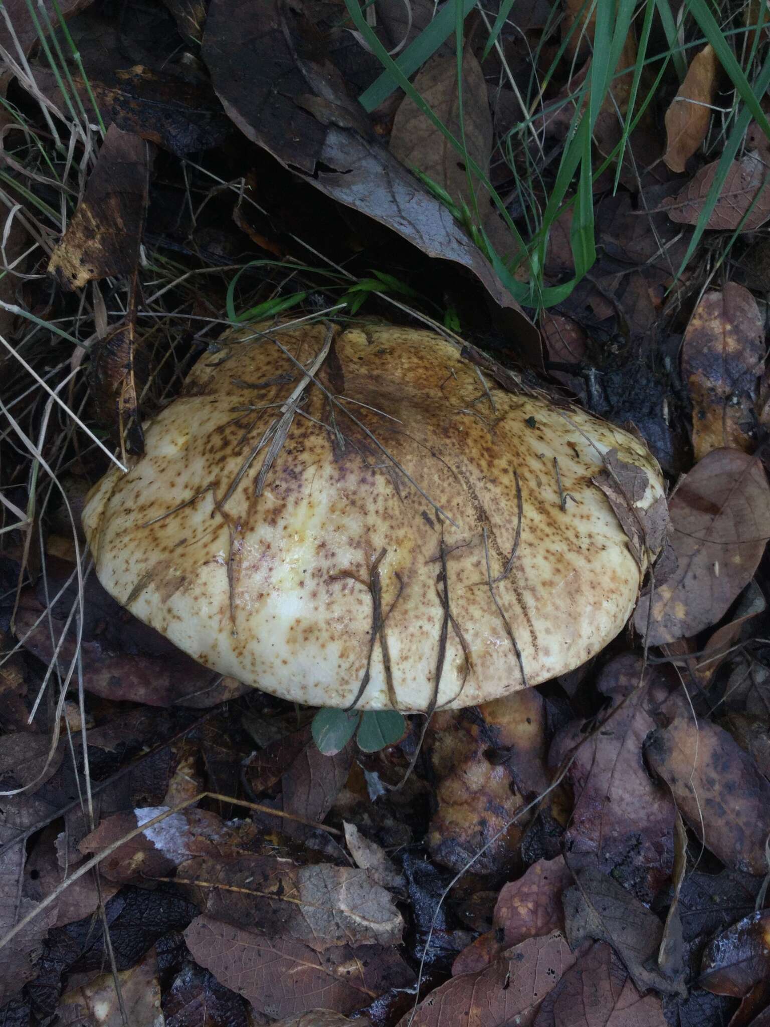 Image of Fistulinella wolfeana Singer & J. García 1991