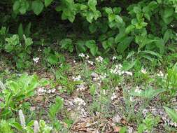 Image of Kamchatka rockcress