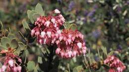 Image of pinkbracted manzanita