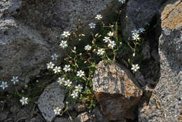 Image of brittle sandwort