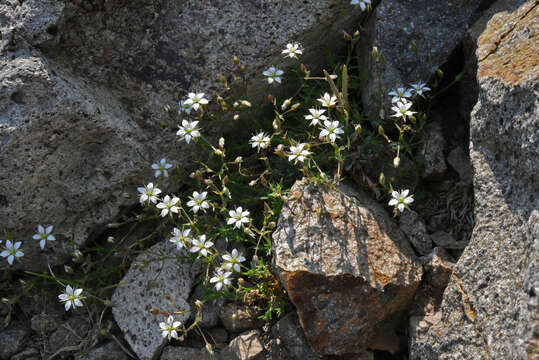 Image de Sabulina nuttallii var. gracilis (B. L. Rob.) Dillenb. & Kadereit