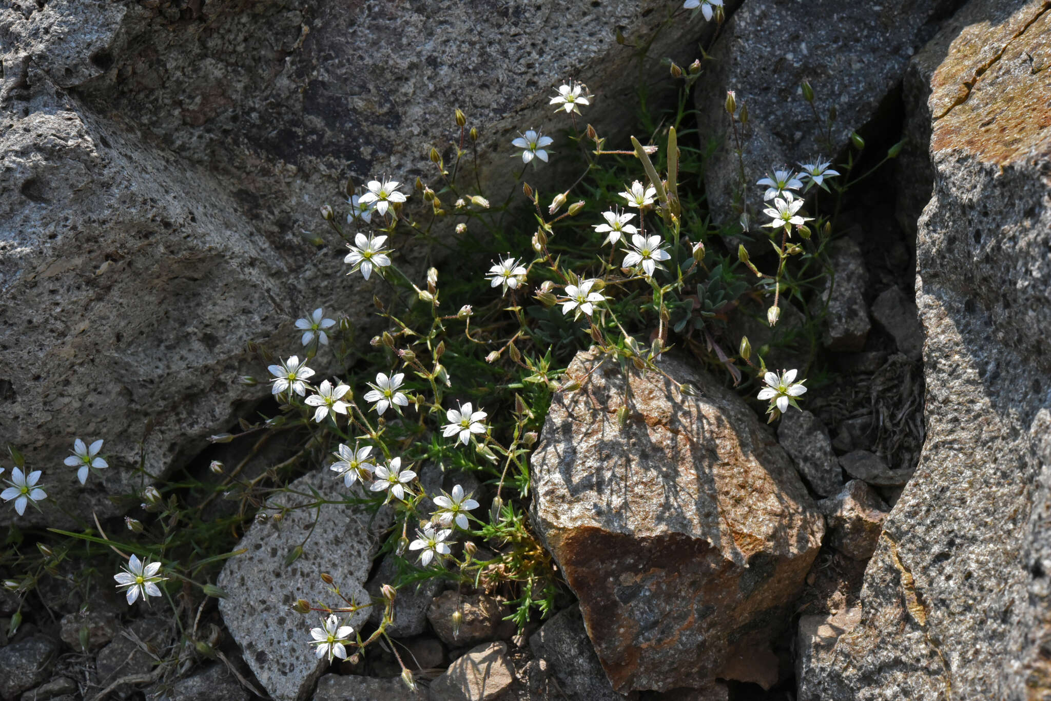 Image de Sabulina nuttallii var. gracilis (B. L. Rob.) Dillenb. & Kadereit