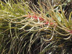 Imagem de Tillandsia copanensis Rauh & Rutschm.