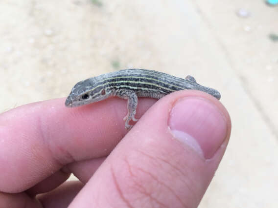 Image of Common Spotted Whiptail