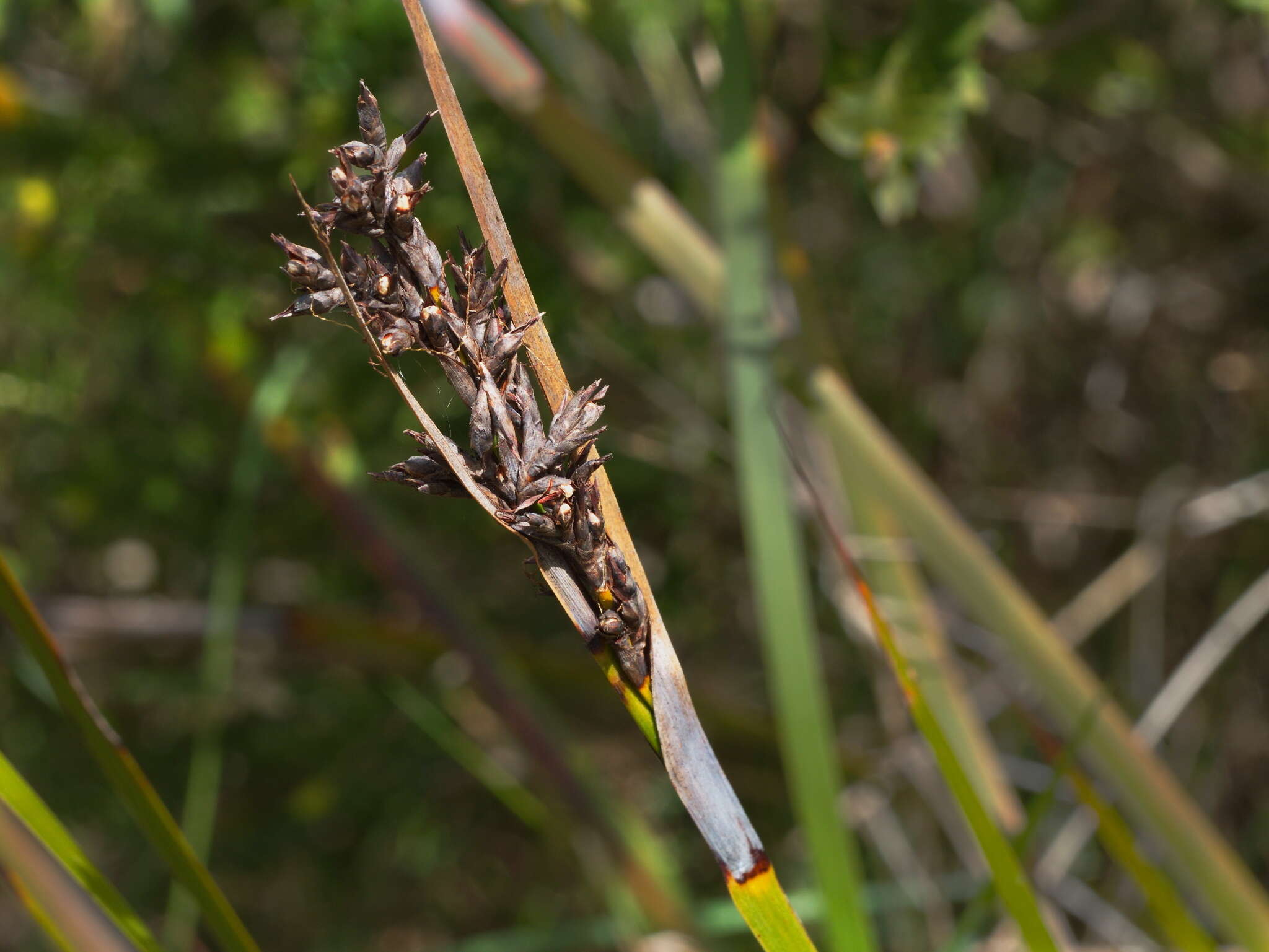 Image of Lepidosperma sieberi Kunth