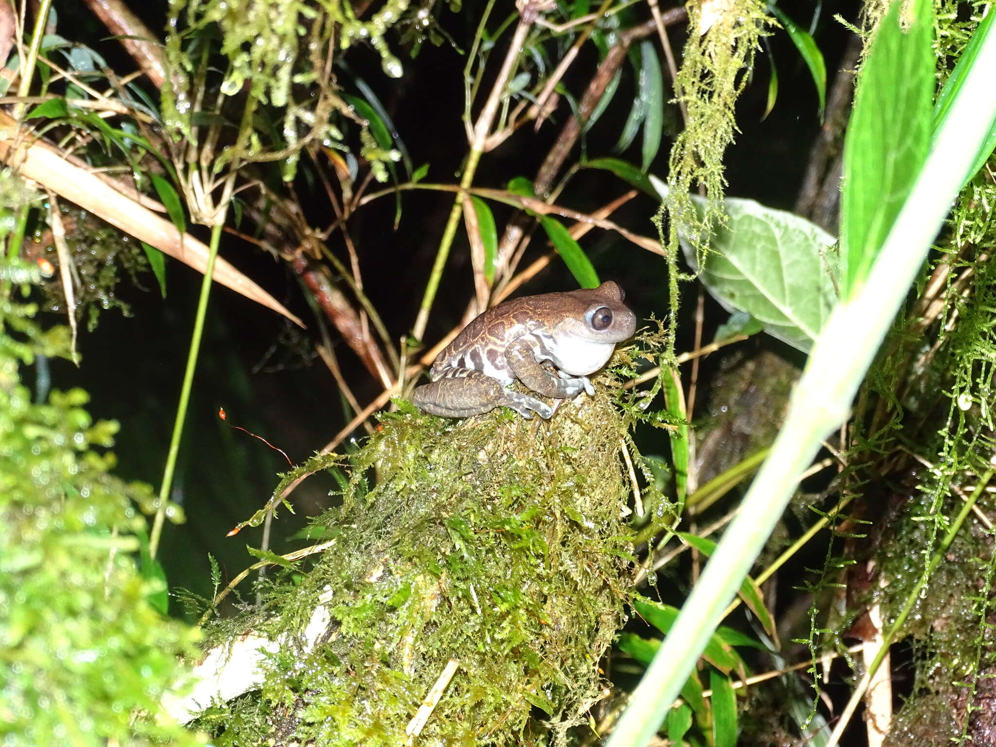 Hyloscirtus criptico Coloma, Carvajal-Endara, Dueñas, Paredes-Recalde, Morales-Mite & Almeida-Reinoso et al. 2012的圖片