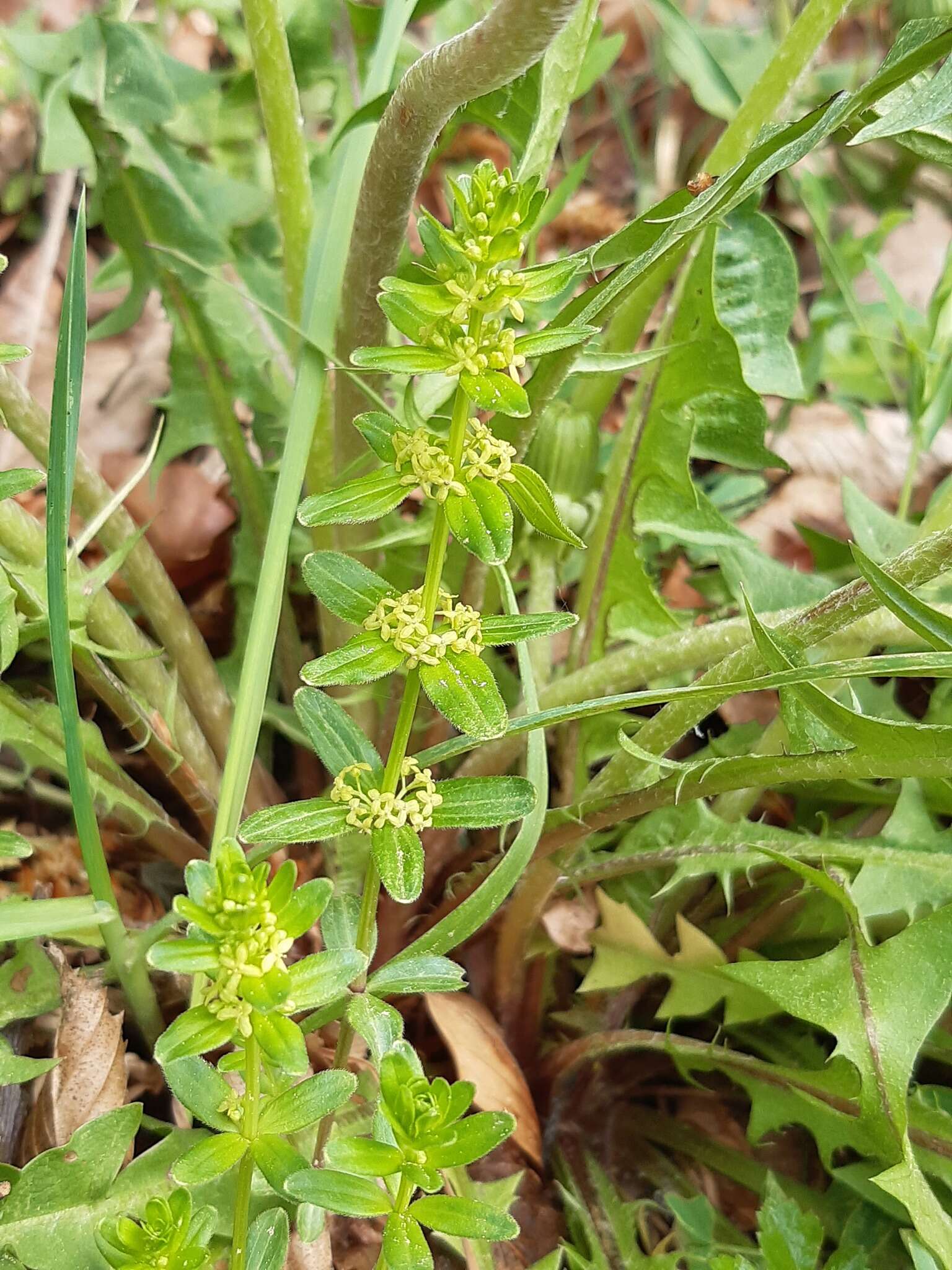 Image of Cruciata glabra (L.) Opiz