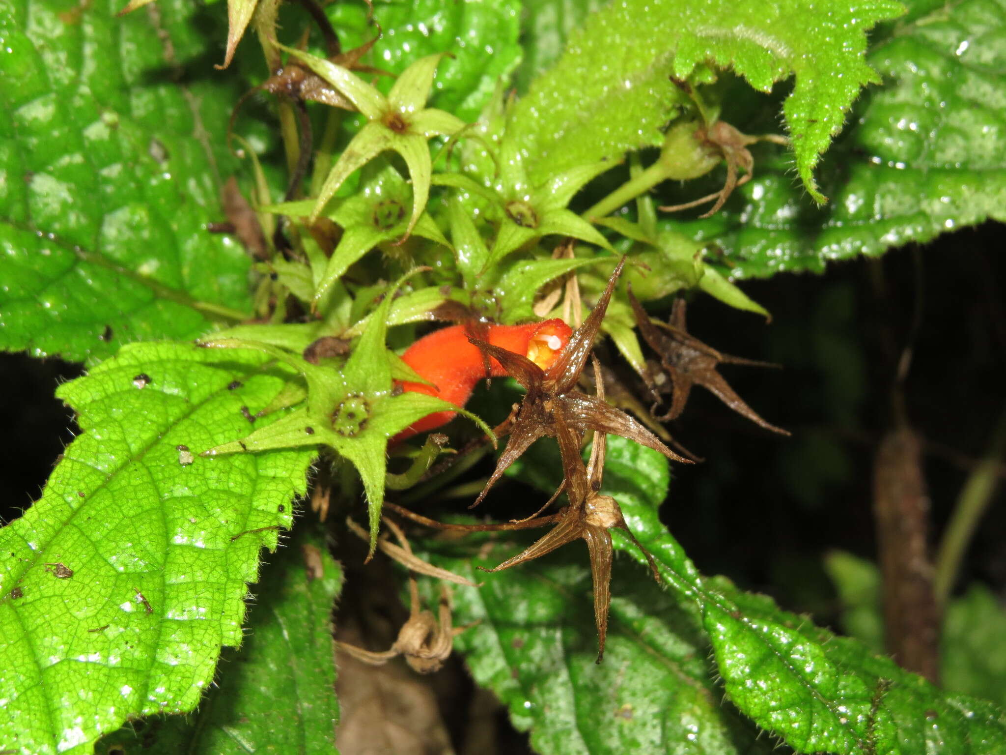 Image of Gesneria acaulis L.