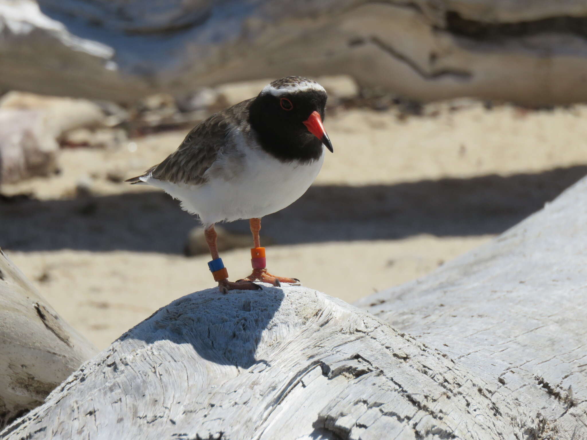 Image of Shore Dotterel