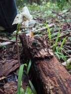 Image of Disperis lindleyana Rchb. fil.