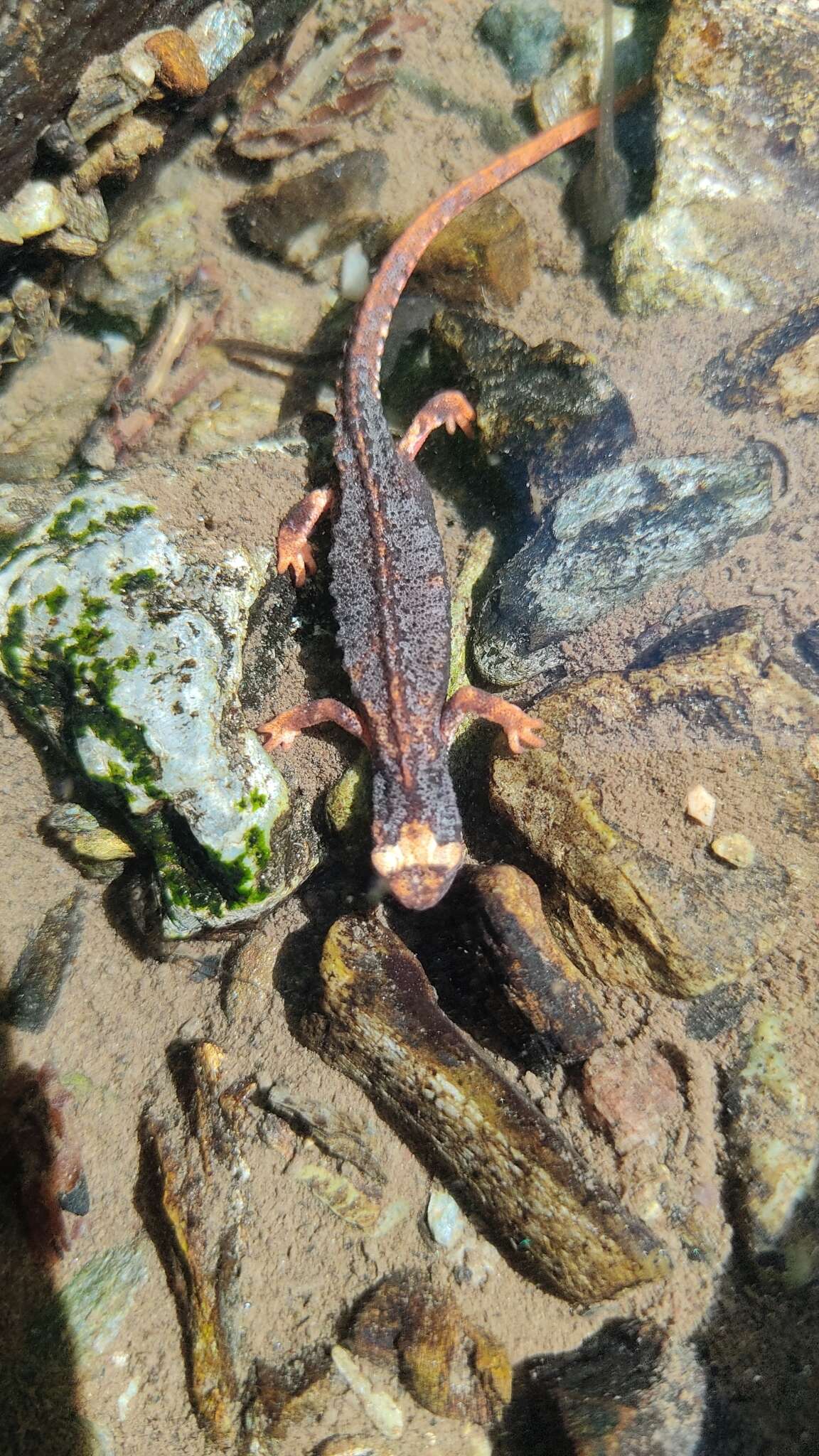 Image of Spectacled Salamander