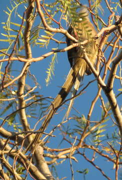 Image of White-backed Mousebird