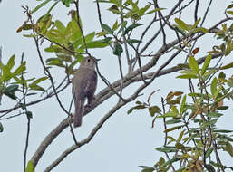 Image of Cuban Solitaire