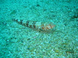 Image of Arrowtooth lizardfish