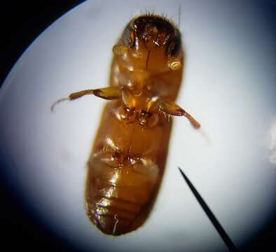 Image of Bark beetle