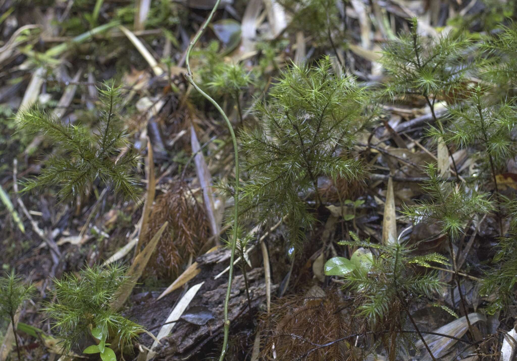 Image of Dendroligotrichum dendroides Brotherus 1905