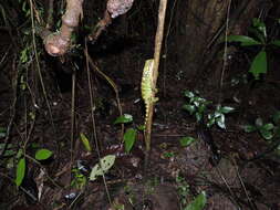 Image de Enyalioides touzeti Torres-carvajal, Almendáriz, Valencia, Yúnez-muños & Reyes 2008