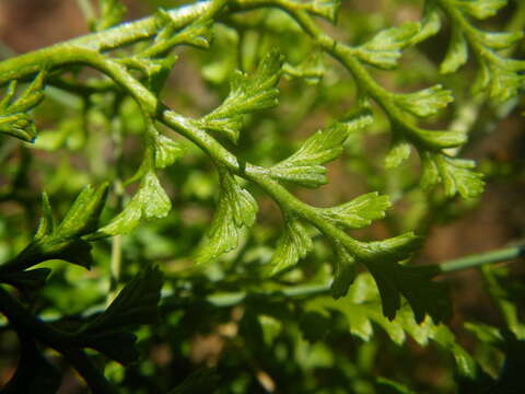 Image of Asplenium adiantum-nigrum var. silesiacum (Milde) Viane & Reichst.