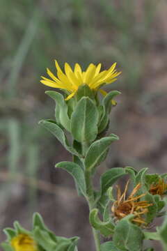 Image of Heterotheca cryptocephala (Wooton & Standl.) G. L. Nesom