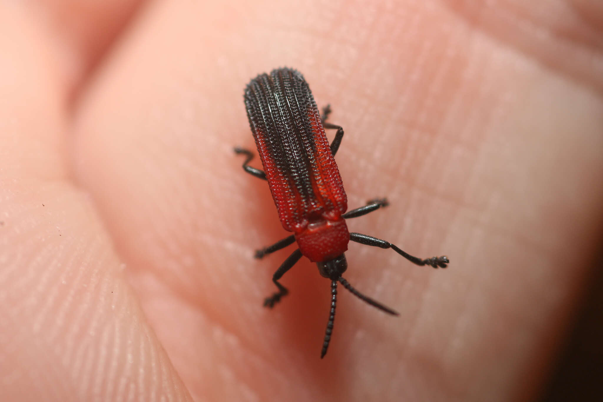 Plancia ëd Chalepus sanguinicollis (Linnaeus 1771)