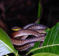 Image of South American Forest Racer