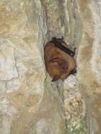 Myotis emarginatus (E. Geoffroy 1806) resmi