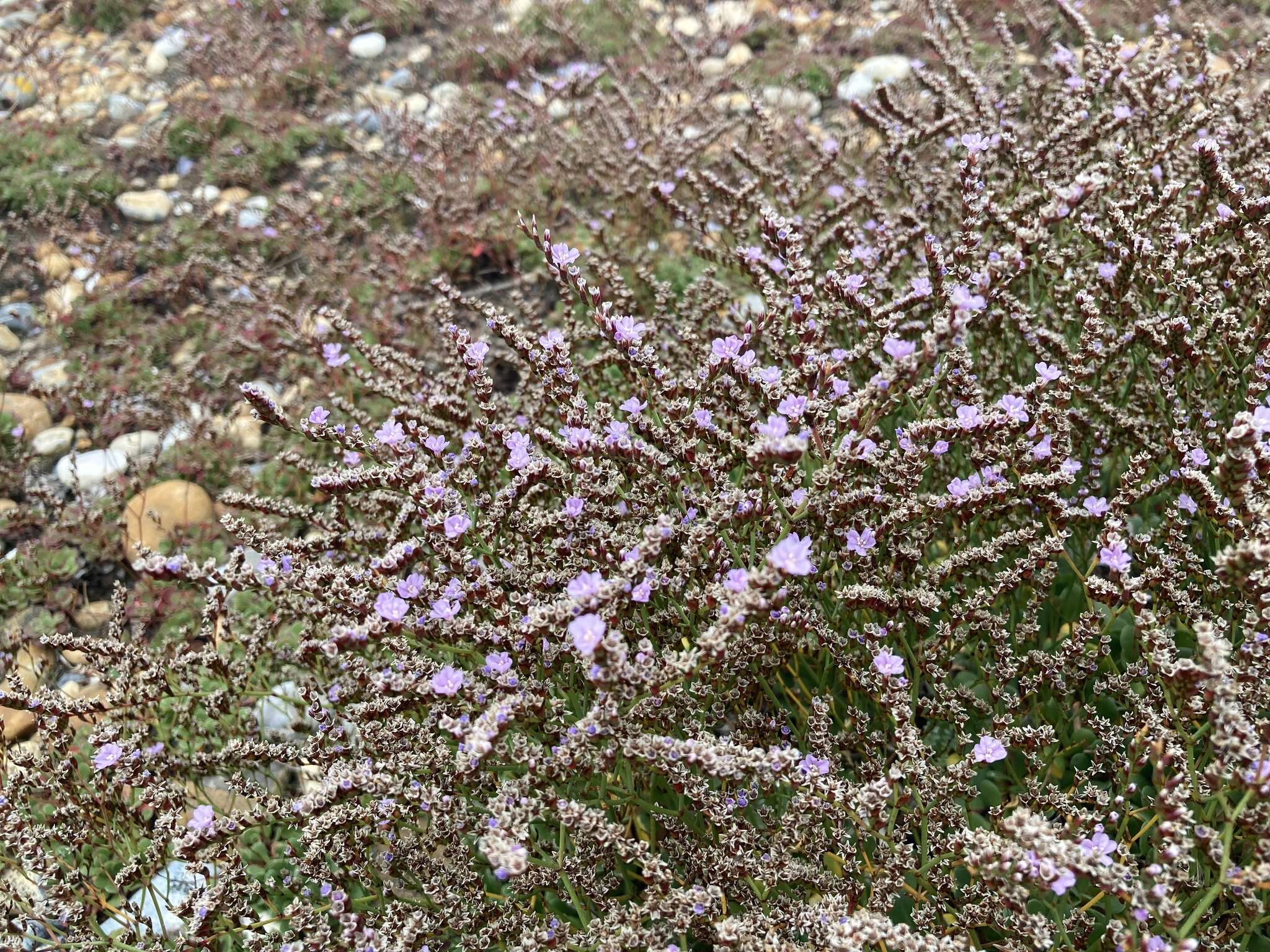 Image of Limonium hyblaeum Brullo