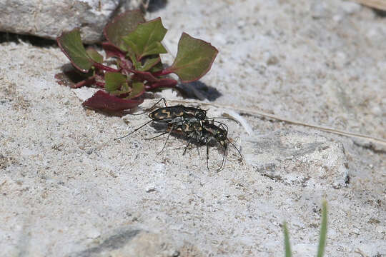 Image de Cicindela (Cicindelidia) hemorrhagica Le Conte 1851