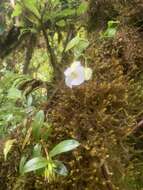 Image of Utricularia alpina Jacq.
