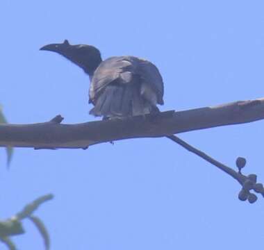 Image of Noisy Friarbird